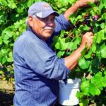 dtracz muscadine - Polska parafia w Londynie UK