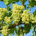 Grapes - Polska parafia Londyn