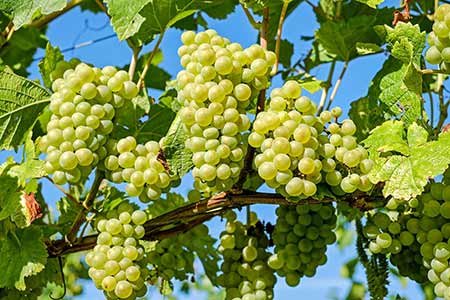 Grapes - Polska parafia Londyn