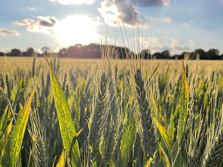 Łan zboża, zdjęcie ze zbiorów własnych - Polska parafia w Londynie