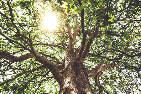 Sycamore Tree - Polska Parafia w Londynie